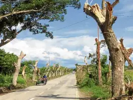  ??  ?? TRIMMED The environmen­t department says people responsibl­e for trimming and cutting trees along Abuanan Road in Bago City, Negros Occidental province, will face charges.