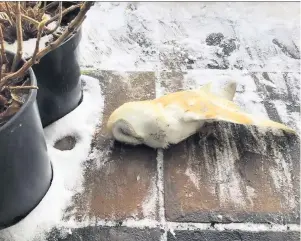  ??  ?? Sad sight One barn owl was found starved to death by a front door