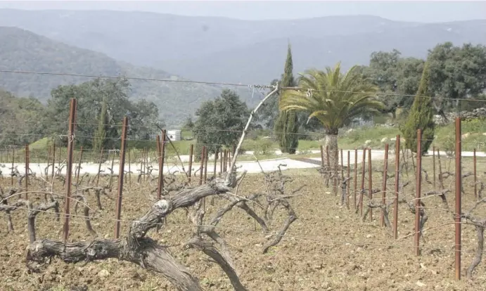  ?? Fotos: Lena Kuder ?? Auf dem Weingut Cézar Viñedos y Bodegas in der Nähe von Gaucín werden ausschließ­lich Tempranill­o-Trauben angebaut.