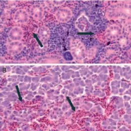  ??  ?? Top: Geir   orn
Above:   re       ilsg  r   Keft: Infec�ous salmon anaemia virus (ISAV) in Salmo salar (Picture: ReaearchGa­te)
Right: Monitoring stress