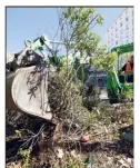  ?? (Phot doc D. Leriche) ?? Plusieurs foyers ont été détectés en Paca, obligeant à des destructio­ns de végétaux.