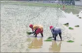  ?? HT PHOTO ?? Paddy cultivatio­n has not suffered in absence of migrant labourers as local women have come out in support of farmers.