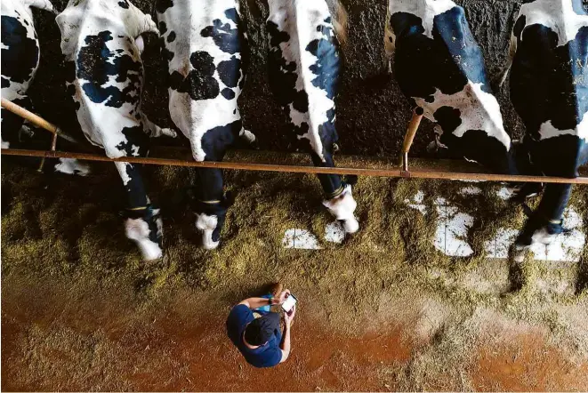  ?? Fotos Joel Silva/Folhapress ?? Produtor rural André Luis Zucolotto confere aplicativo no celular que monitora o gado em sua fazenda na cidade de Viradouro (interior de São Paulo)