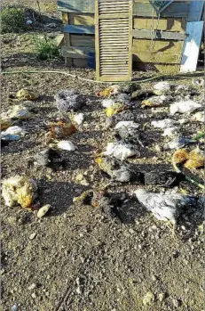  ?? Fotos: R. S. ?? Sobre estas líneas, un rebaño de ovejas muertas tras un ataque de canes. A la derecha, varias gallinas atacadas.
