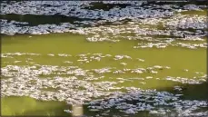  ?? (AP) ?? In this image from video, dead fish float on the surface of the lower Darling-Baaka River near the New South Wales state far west town of Menindee, Australia, on Saturday, March 18. The Department of Primary Industries in New South Wales state said the fish deaths coincided with a heat wave that put stress on a system that has experience­d extreme conditions from wide-scale flooding.