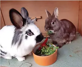  ?? ?? Bristol Rabbit Rescue and Friends has said there is a rabbit crisis in the city with dozens being put up for adoption