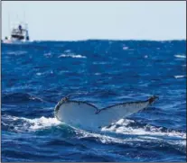  ?? (File Photo/AP/Mark Baker) ?? A humpback whale dives June 14, 2021, off the coast of Port Stephens, Australia.