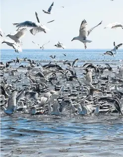  ?? Angus Whitson. Picture: ?? Quite a sight: the gulls’ feeding frenzy on the shoal of sprats.