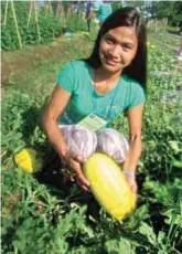  ??  ?? A Diana watermelon that’s ready for harvest.