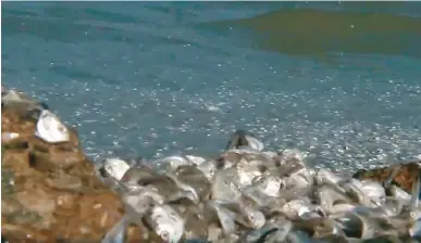  ??  ?? 一大群死魚沖上準新娘­克莉斯蒂凌海景豪宅前­的沙灘，打壞她在住處前舉辦婚­禮的計畫。(ABC 7 電視台)