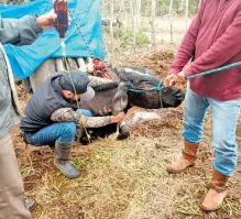  ?? /CORTESÍA/LEÓN ALMAZÁN ZAVALA ?? En Veracruz, el ganado comenzó a morir por falta de agua y pastos