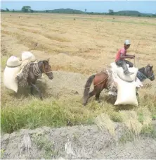  ?? ARCHIVO/ANEUDY TAVÁREZ ?? Los sectores arroz y banano fueron los más afectados por el paso de los huracanes Irma y María por el país.