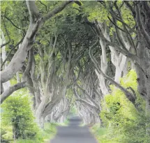  ??  ?? A tunnel under the famous Dark Hedges is one of the options being considered by Causeway Coast and Glens Council