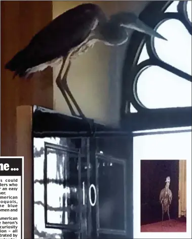  ??  ?? New tenant at No 10: The heron perches on the door. Inset: Exploring the hallway