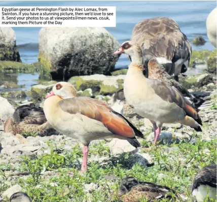  ??  ?? Egyptian geese at Pennington Flash by Alec Lomax, from Swinton. If you have a stunning picture, then we’d love to see it. Send your photos to us at viewpoints@men-news. co.uk, marking them Picture of the Day