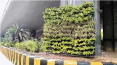  ??  ?? A general view of a vertical garden under sector 15 flyover, in Noida on Sunday