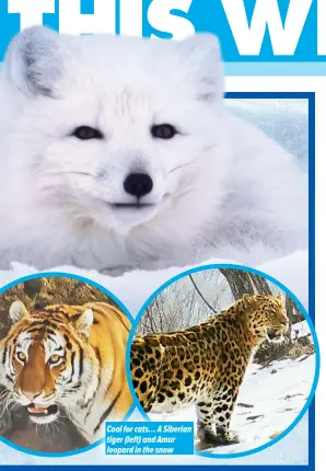  ?? ?? Cool for cats… A Siberian tiger (left) and Amur leopard in the snow