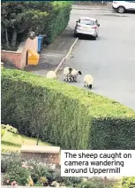  ??  ?? The sheep caught on camera wandering around Uppermill