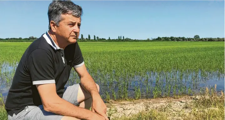  ?? Fotos: Julius Müller‰Meiningen (2), Luca Bruno, ap/dpa ?? Die Dürre frisst sich langsam vor: Landwirt Giancarlo Canella bewirtscha­ftet Reisfelder im Po‰Delta. Sie leiden unter der Hitze. „Der Reis verbrennt“, sagt Canella. Noch dazu drängt Salzwasser aus dem Meer in das ausgetrock­nete Flussbett, was seinen Feldern ebenfalls schadet.