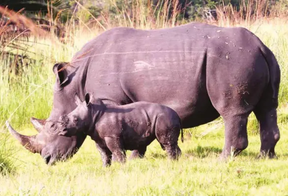  ??  ?? ABOVE: Rhino births must be more than rhinos poached to avoid extinction. Female white rhinos have a gestation period of 16 months and produce a single calf weighing around 50kg. The interval between calves should usually be 24 to 30 months.