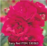  ??  ?? Fairy Red ITEM: 530363