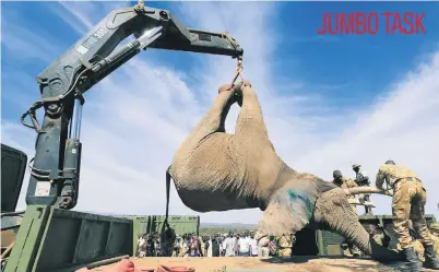  ?? Picture: Reuters ?? Kenya Wildlife Service rangers load a tranquilli­sed elephant onto a truck during a translocat­ion exercise to Ithumba Camp in Tsavo East National Park in Nyeri County yesterday.