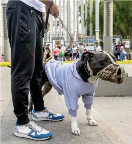  ??  ?? Si el perro tiene bozal, como este Pit Bull, puede permanecer en zonas comunes en compañía de su dueño.