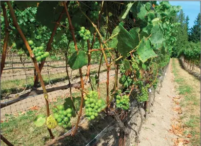  ?? Photo by Dean Fosdick via AP ?? This Sept. 15, 2012 photo taken in a vineyard near Clinton, Wash., shows wine grapes maturing after their leaf canopy was stripped and netted, the latter to prevent the fruit from being eaten by birds. Grapevines should be pruned back each year during their dormant period, usually in February through March.