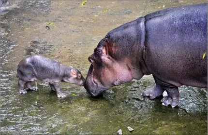  ?? REUTERS ?? A newborn hippopotam­us calf nuzzles its mother at Bannerghat­ta Biological Park in Bangalore on Wednesday.