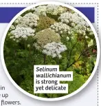  ?? ?? Selinum wallichian­um is strong yet delicate