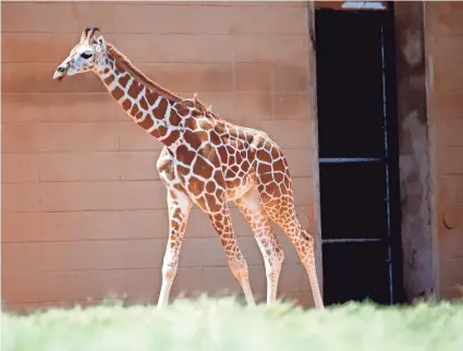  ?? SARAH PHIPPS/THE OKLAHOMAN ?? Kioni walks in his habitat Thursday at the Oklahoma City Zoo and Botanical Garden.