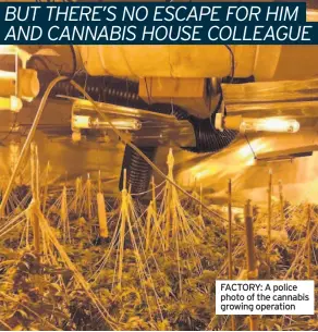  ??  ?? FACTORY: A police photo of the cannabis growing operation