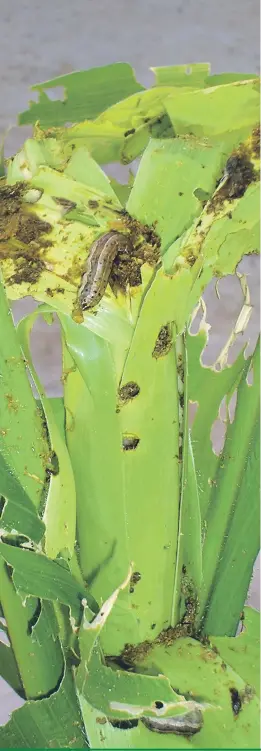 ??  ?? A lagarta-do-cartucho é uma das principais pragas do milho, mas tem um poderoso inimigo natural...