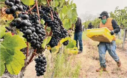  ?? Photos by Haven Daley/associated Press ?? Workers with Los Paisanos vineyard management company pick organic pinot noir grapes Sept. 8 in Petaluma, Calif. More wineries dedicated exclusivel­y to natural wine are opening in the U.S., with a focus on a back-to-basics approach.