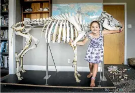  ??  ?? Chantal and her dad spent three months assembling 207 bones to complete her ‘‘Mrs Cow’’ skeleton.