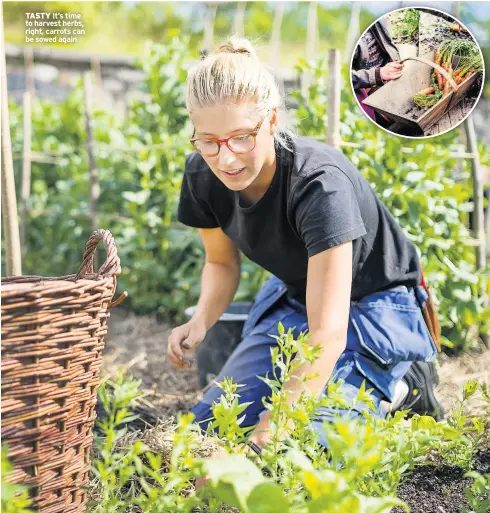  ??  ?? TASTY It’s time to harvest herbs, right, carrots can be sowed again