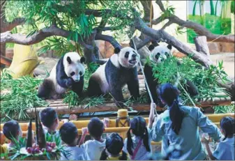  ?? LIU DAWEI / XINHUA ?? Hundreds of child triplets from throughout China celebrate the fourth birthday of the world’s only giant panda triplets — Meng Meng, Shuai Shuai and Ku Ku — on Sunday at Chimelong Safari Park in Guangzhou by offering the trio fresh bamboo.