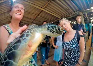  ??  ?? Blogger carrying the heaviest turtle at the Turtle Hatchery .