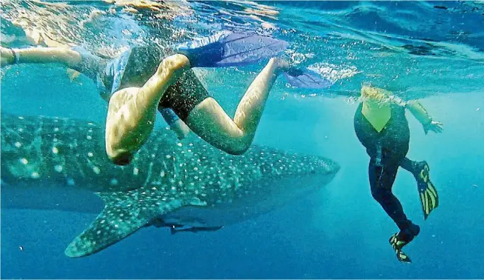  ?? PHOTOS: CHRISTOPHE­R REYNOLD/LOS ANGELES TIMES ?? In the waters near Isla Holbox, Mexico, snorkeller­s swim alongside whale sharks, which are considered the largest fish on Earth.