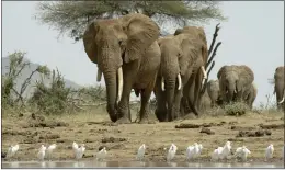  ?? WATERHOLE FILMS LTD — PBS VIA AP ?? Elephants approachin­g a waterhole in Tsavo East National Park, Kenya in a scene from the documentar­y series “Nature.”