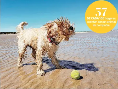  ?? ?? Si van a la playa, no olvides la toalla adecuada para perritos.