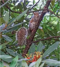  ?? ?? Squirrels are one of many animals found in Coopers Rock State Forest.