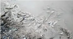  ?? Foto: Willi Weng ?? Hunderte von toten Fischen entdeckte ein Spaziergän­ger an einem Baggersee auf Burtenbach­er Flur.