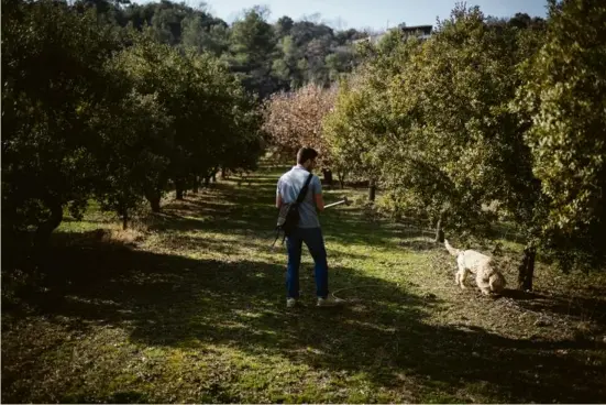 ??  ?? Dans le Vaucluse, Benoit Michelet, 32 ans, cultive une vingtaine d’hectares divisés entre vignes, oliviers, abricotier­s et truffières.