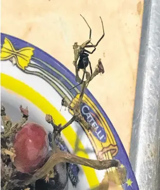  ?? SUBMITTED ?? This black widow was found in a bundle of grapes by Aron Scott on July 14.