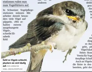  ?? FOTO: VEREIN FÜR VOGEL- UND WILDTIERPF­LEGE ?? Geht es Vögeln schlecht, plustern sie sich häufig auf.