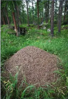  ??  ?? A Wood Ant nest; Co Tipperary is the species’ stronghold.