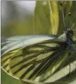  ?? Green-veined White ??