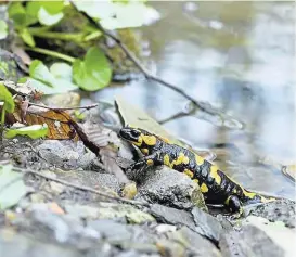  ??  ?? Geheimnisv­olles Naturereig­nis im Nationalpa­rk Thayatal (NÖ). Denn an den tief in der grünen Wildnis versteckte­n Bächen hat jetzt – wie Direktor Christian Übl vermeldet – die Wanderung der Feuersalam­ander begonnen. Weitere Öko-Frohbotsch­aft aus dem Wildnispar­adies: Die Biologen des Reservats haben eine bereits längst ausgestorb­ene Moosart wieder entdeckt.