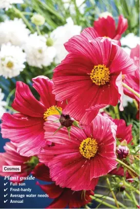  ??  ?? Plant guide
Full sun Frost-hardy Average water needs Annual Cosmos